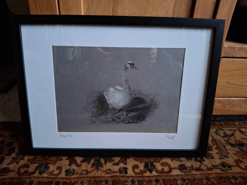 Swan drawing framed