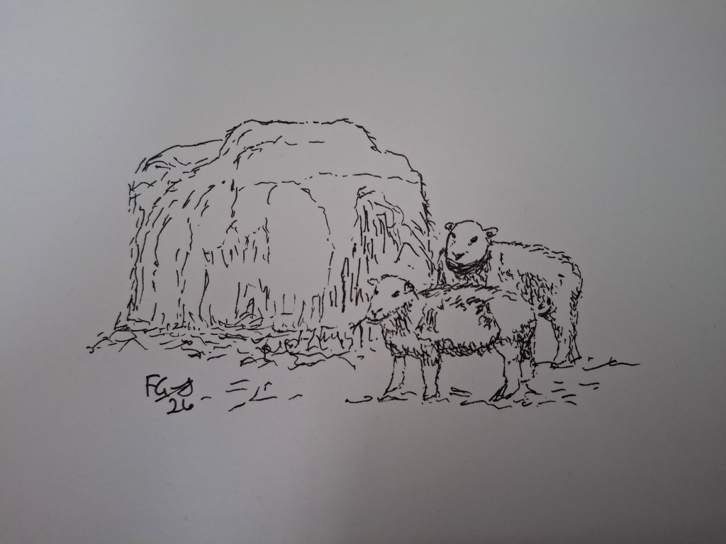 More sheep…