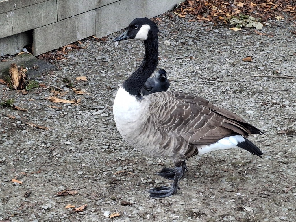 Drawing geese?