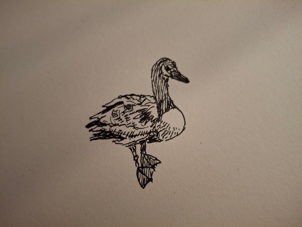 Definitely drawing geese