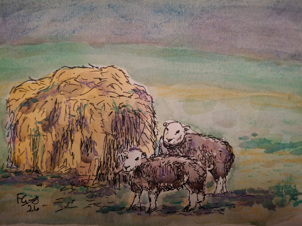 Rescuing sheep
